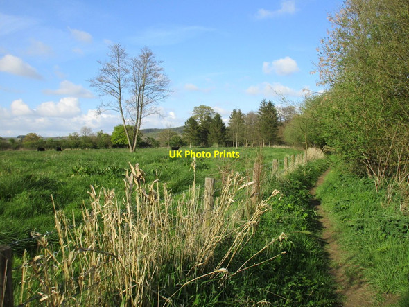 Photo 6"x4" Footpath by the River Derwent Crambe c2017