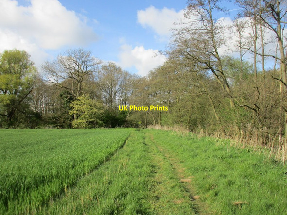 Photo 6"x4" Footpath by the River Derwent Crambe c2017