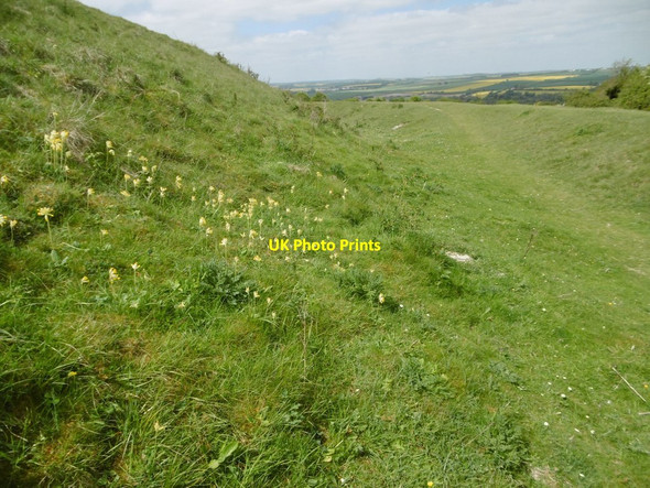 Photo 6"x4" Figsbury, cowslips Hurdcott c2017