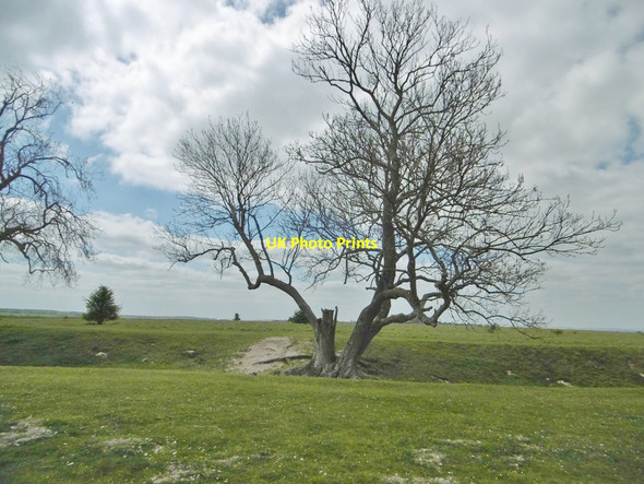 Photo 6"x4" Figsbury, ash tree Hurdcott c2017