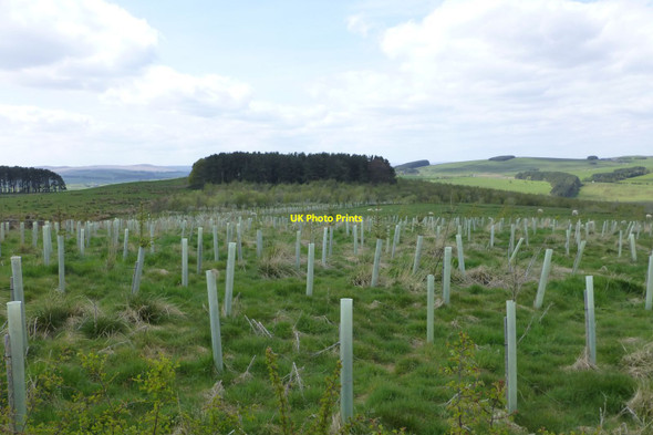 Photo 6"x4" Recent tree planting  Raylees c2017