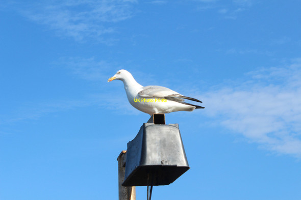 Photo 6"x4" Gull at Girvan Harbour Girvan c2017