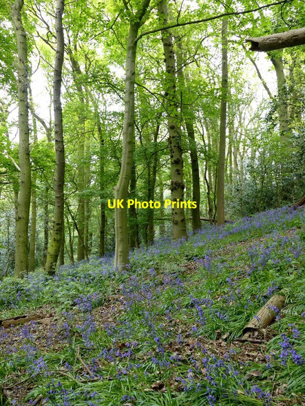 Photo 6"x4" Bluebells in Gorse Covert Breedon on the Hill c2017