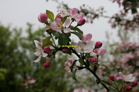 Photo 6"x4" Apple blossom Kippford\/Scaur c2017