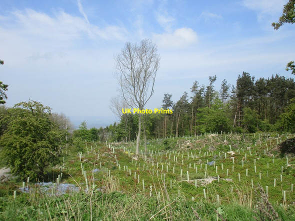 Photo 6"x4" New planting on Ganton Brow Ganton c2017