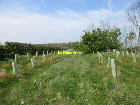 Photo 6"x4" Course of former road on Ganton Hill Ganton c2017