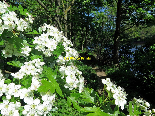 Photo 6"x4" May blossom, Tyne riverside Clara Vale c2017
