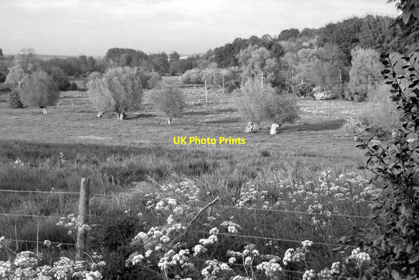 Photo 6"x4" Pollard willows on the Avon floodplain near Figheldean Figheldean c2017