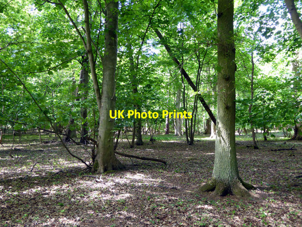 Photo 6"x4" In Furze Field Cooper's Green\/TL1909 c2017