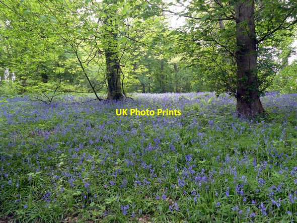 Photo 6"x4" Bluebells in Bath Wood West Bretton\/SE2813 c2017