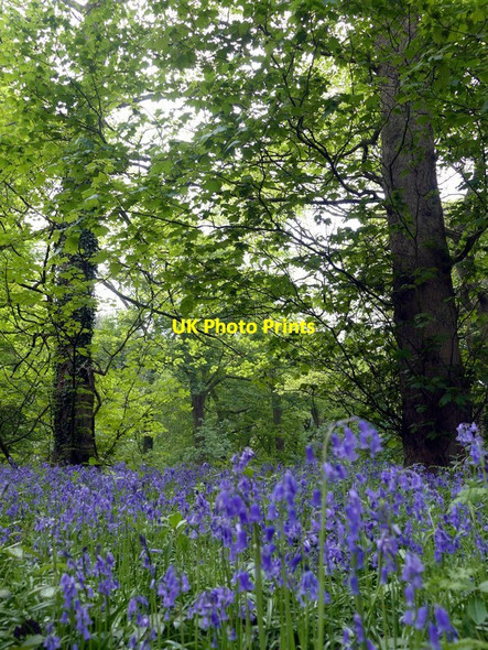 Photo 6"x4" Bluebells in Bath Wood West Bretton\/SE2813 c2017 P1