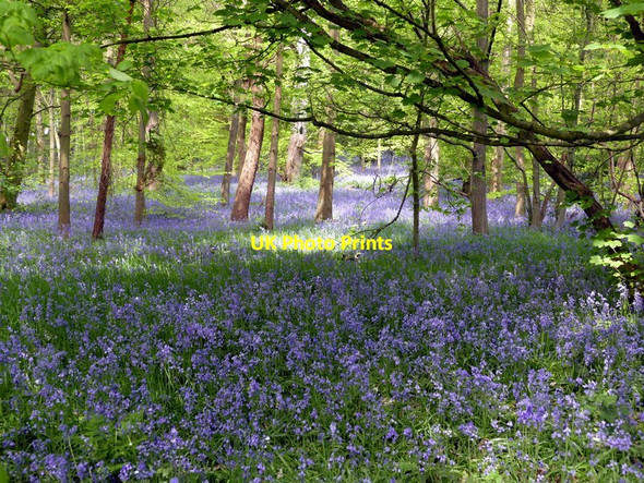 Photo 6"x4" Bluebells in Bridge Royd Wood West Bretton\/SE2813 c2017