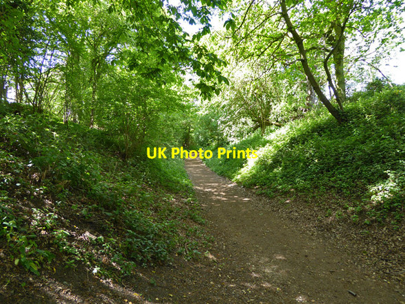 Photo 6"x4" Old railway cutting Ayot Green c2017