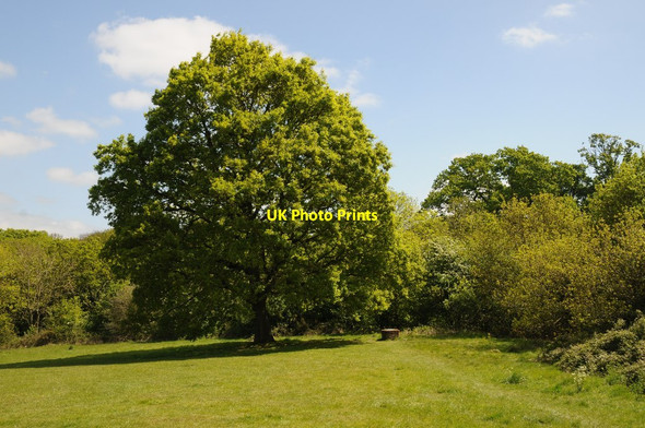 Photo 6"x4" Oak tree Brayswick c2017