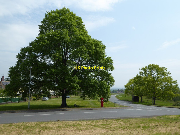 Photo 6"x4" Tree and pillar box Great Malvern c2017