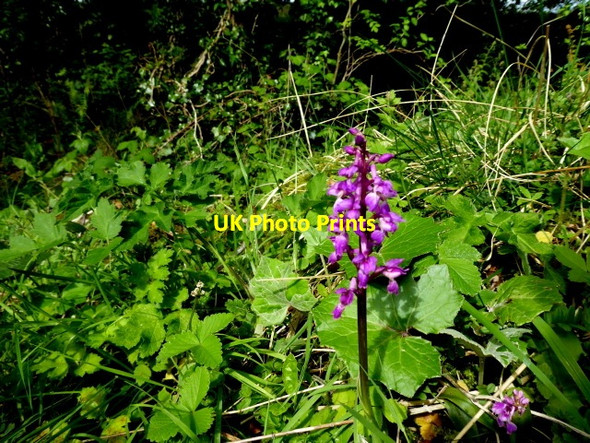 Photo 6"x4" Wildflower, Latbeg Clogher\/H5351 c2017