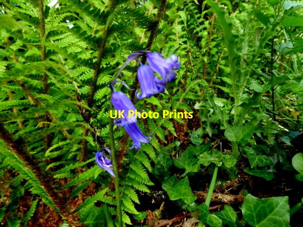 Photo 6"x4" Bluebells, Latbeg Clogher\/H5351 c2017