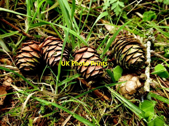 Photo 6"x4" Fir cones, Latbeg Clogher\/H5351 c2017