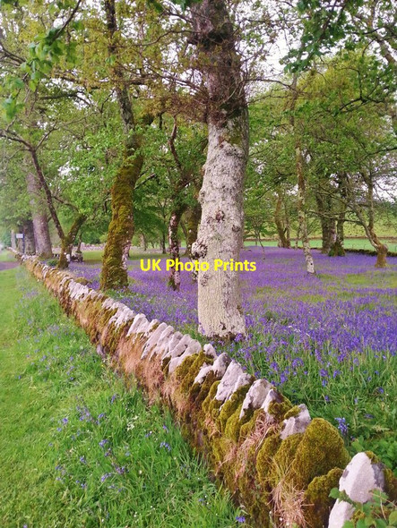 Photo 6"x4" Bluebells in Temple Wood Slockavullin c2017
