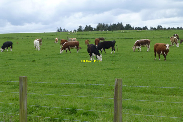 Photo 6"x4" Cattle and sheep in pasture Bowsden c2017