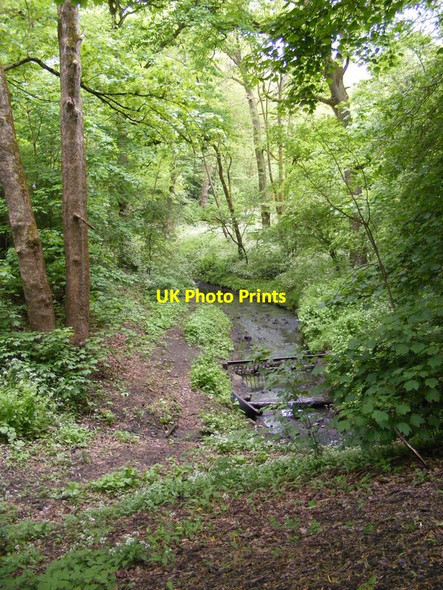 Photo 6"x4" Woodland Stream Brierley Hill\/SO9286 c2017