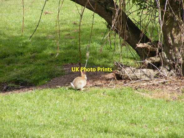 Photo 6"x4" Rabbit Run Trysull c2017