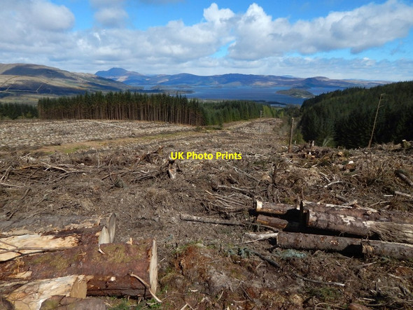 Photo 6"x4" Cleared forestry land Arden\/NS3684 c2017