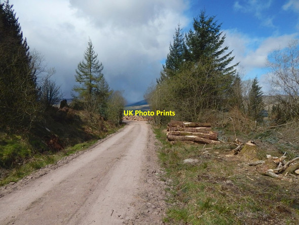 Photo 6"x4" Forestry track on Bannachra Muir Arden\/NS3684 c2017