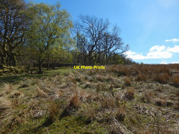 Photo 6"x4" The edge of Bannachra Woods Craigendoran c2017