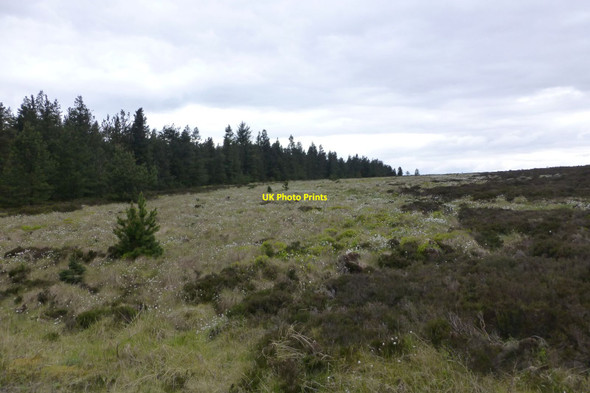 Photo 6"x4" Edge of the forest Hepple c2017