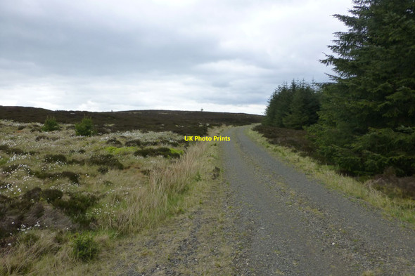 Photo 6"x4" Track on edge of forest Hepple c2017
