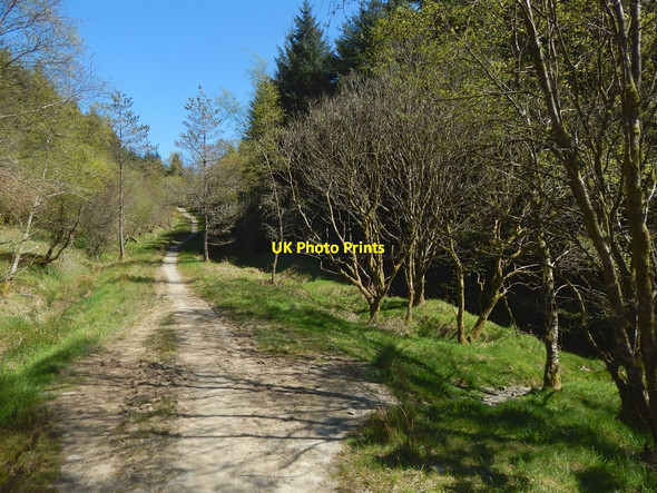Photo 6"x4" Path meeting a forestry track Rhu\/NS2684 c2017