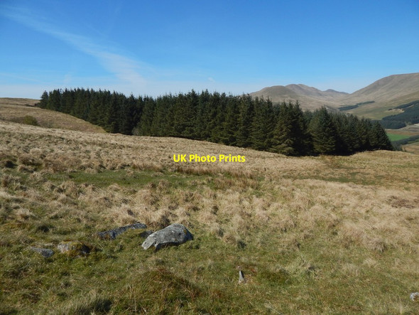 Photo 6"x4" Woods beside Glen Fruin Shandon\/NS2586 c2017