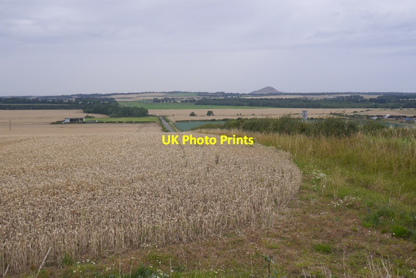 Photo 6"x4" Wheat, Drylaw Hill East Linton c2016