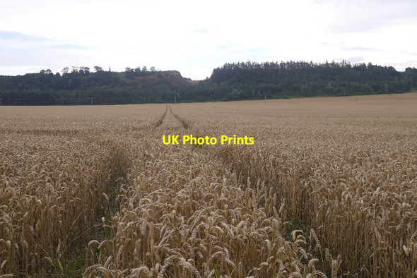 Photo 6"x4" Wheat field, Markle East Linton c2016