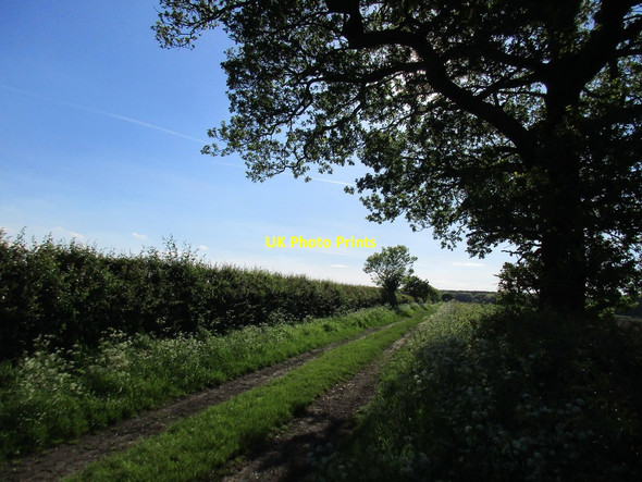 Photo 6"x4" Track towards High Wood Norwell Woodhouse c2017