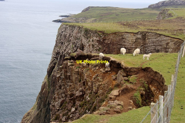 Photo 6"x4" Grazing the north coast of Skye Shulista c2017