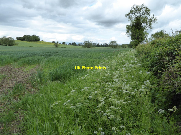 Photo 6"x4" Arable field in Bushley Bushley Green c2017