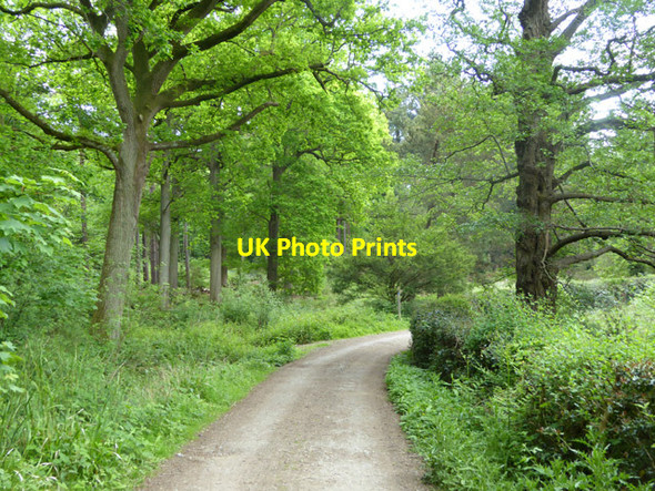 Photo 6"x4" Track, Bedgebury Forest Bedgebury Cross c2017