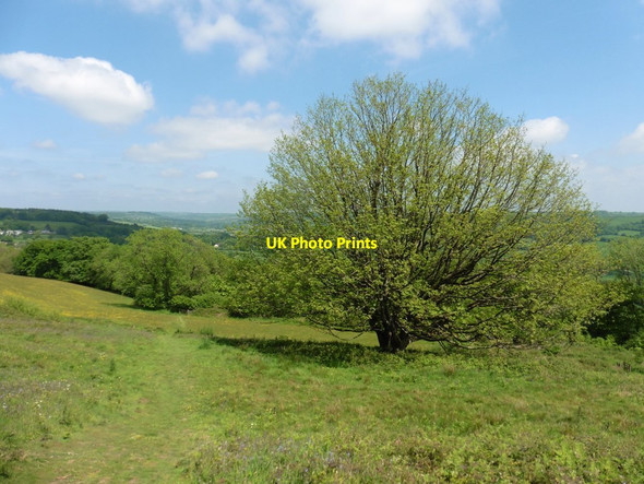 Photo 6"x4" Track on Dumpdon Hill Beacon\/ST1705 c2017