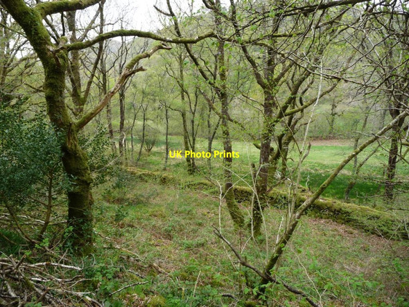 Photo 6"x4" Walled boundary, Parc Cymerau-isaf Rhyd-y-sarn c2017