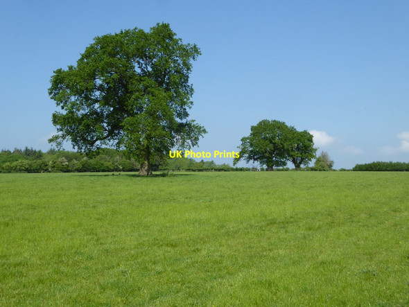 Photo 6"x4" Oak trees near the county boundary Golder Field c2017