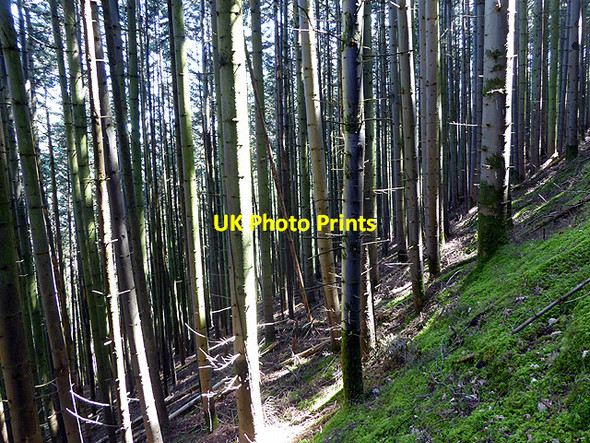 Photo 6"x4" Spruce in Coed Rheidol Devil's Bridge\/Pontarfynach c2017