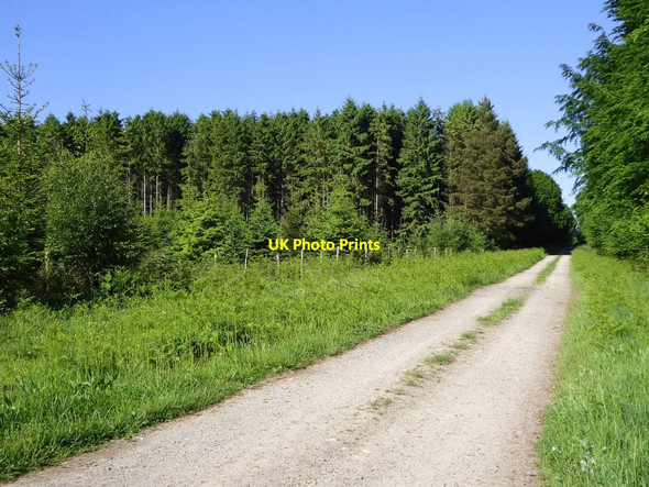 Photo 6"x4" Track through Hound Wood Farley\/SU2229 c2017