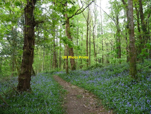 Photo 6"x4" Bluebells in Parc y Borth Porthmadog c2017