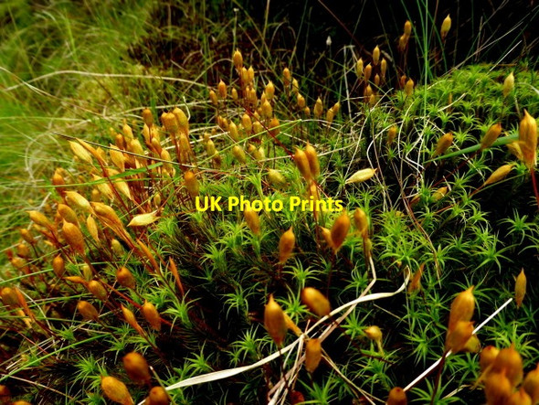 Photo 6"x4" Moss with capsules for spores, Lenamore \/ Gortin Gortin c2017