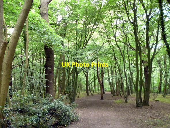 Photo 6"x4" In Shipwrights Wood Thundersley c2017