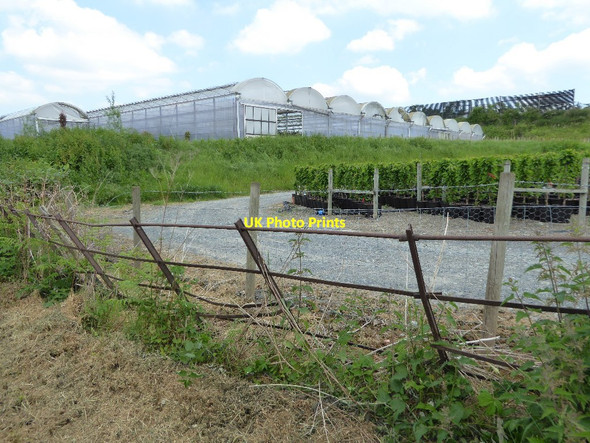 Photo 6"x4" Frank P Matthews Nursery Berrington\/SO5767 c2017