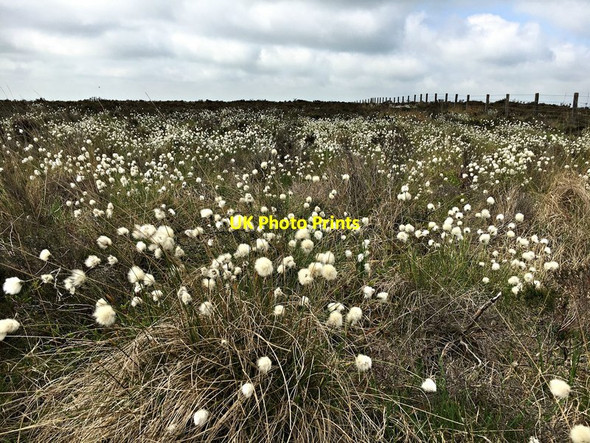 Photo 6"x4" Cotton grass in flower Nether Padley c2017