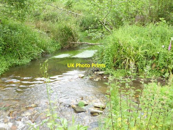 Photo 6"x4" Looking along the bank of the River Wey Bramshott c2017